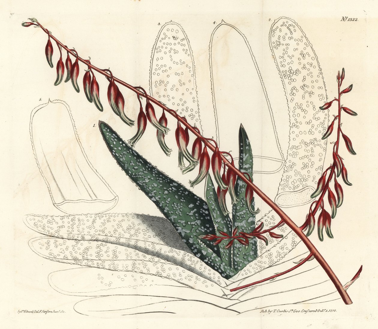 Aloes eventails - Fan aloe, Aloe plicatilis (Tongue aloe, Aloe lingua).William Curtis