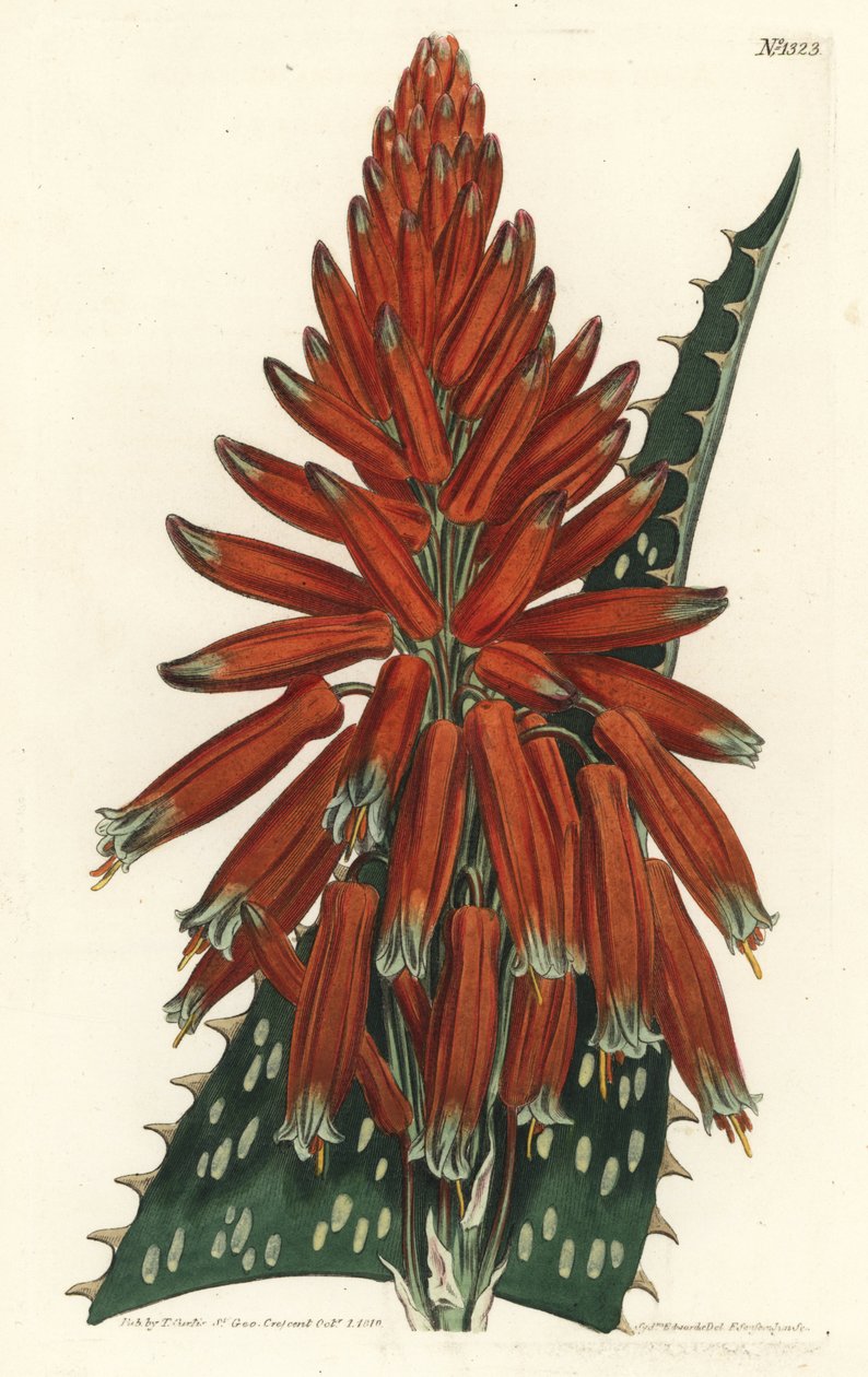 Aloes macule - Soap or zebra aloe, Aloe maculata (Spotted-leaved aloe, Aloe picta)。William Curtis