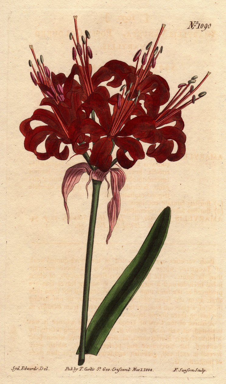 アマリリスのケシ色、濃い真紅の花が一本の足から咲く。Originally from Cape of Good Esperance (South Africa).ケシ色のアマリリス、濃いクリムゾンの花が一本の茎から咲く。喜望峰の原産。アマリリス 作： シデナム・ティースト・エドワーズ