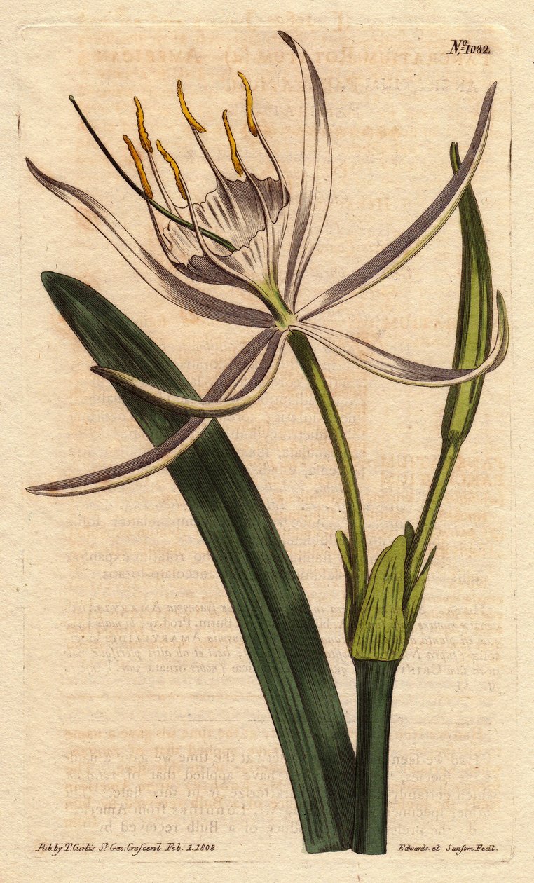American pancratium has fragrant white flowers.American pancratium with white fragrant flowers.Pancratium rotatum.William Curtis