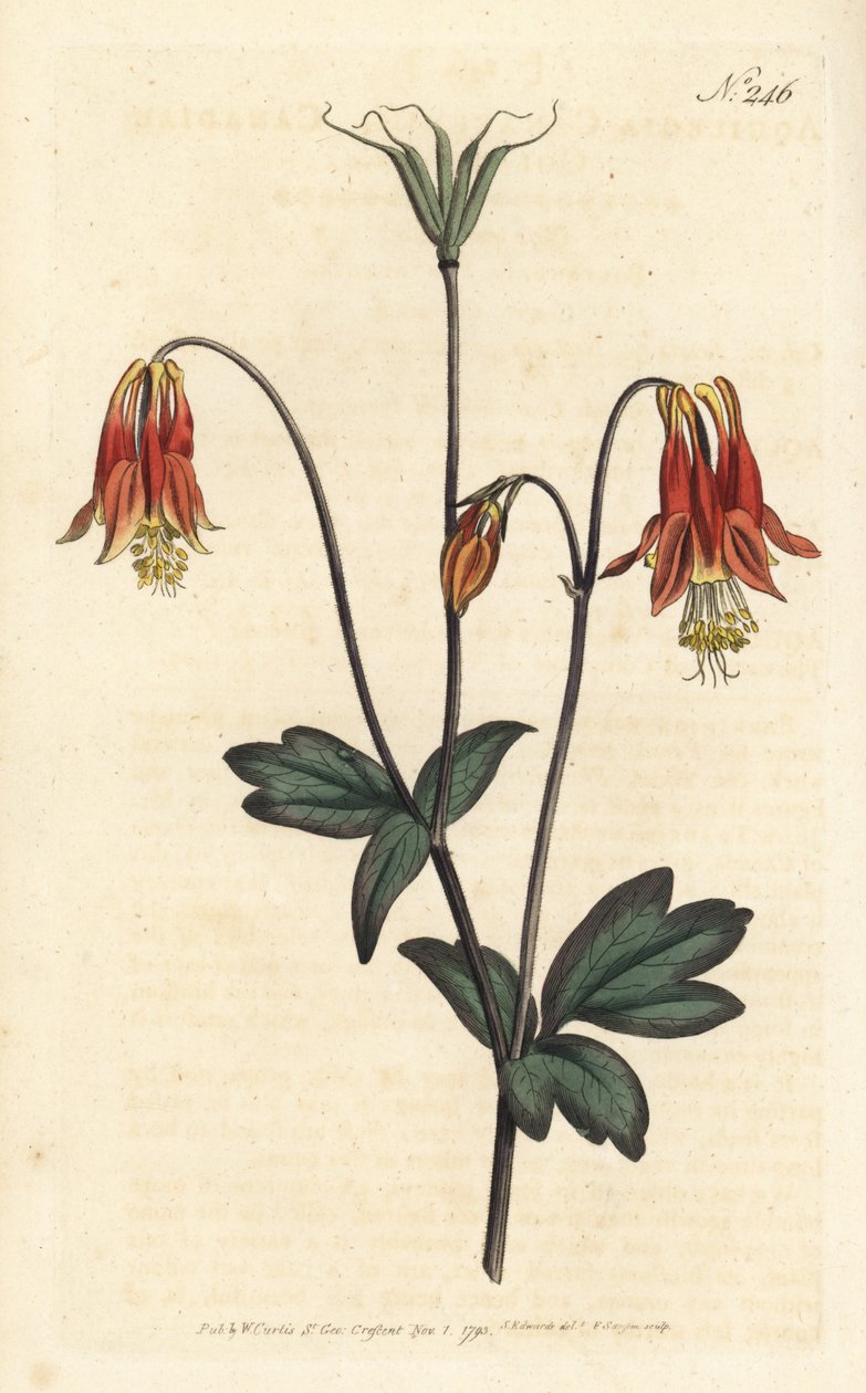 Ancolia du Canada - カナダのコロンバイン。Aquilegia canadensis。ロンドンのWilliam Curtis