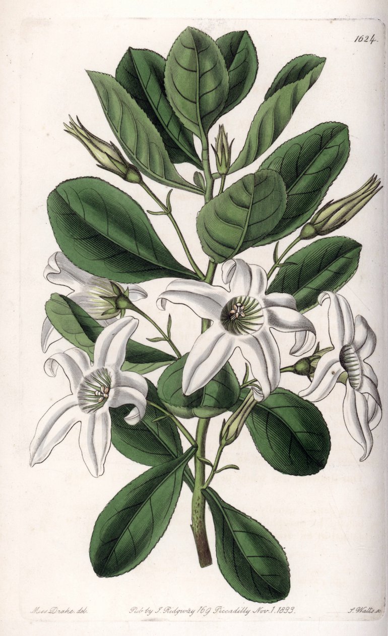 オーストラリア原産のAnthocercis variete - イギリスのSydenham Edwards (1768-1819)のBotanical Registerに掲載されたSarah Anne Drake (1803-1857)のイラストをS.Wattsがエングレービングしたプレート。 作： シデナム・ティースト・エドワーズ