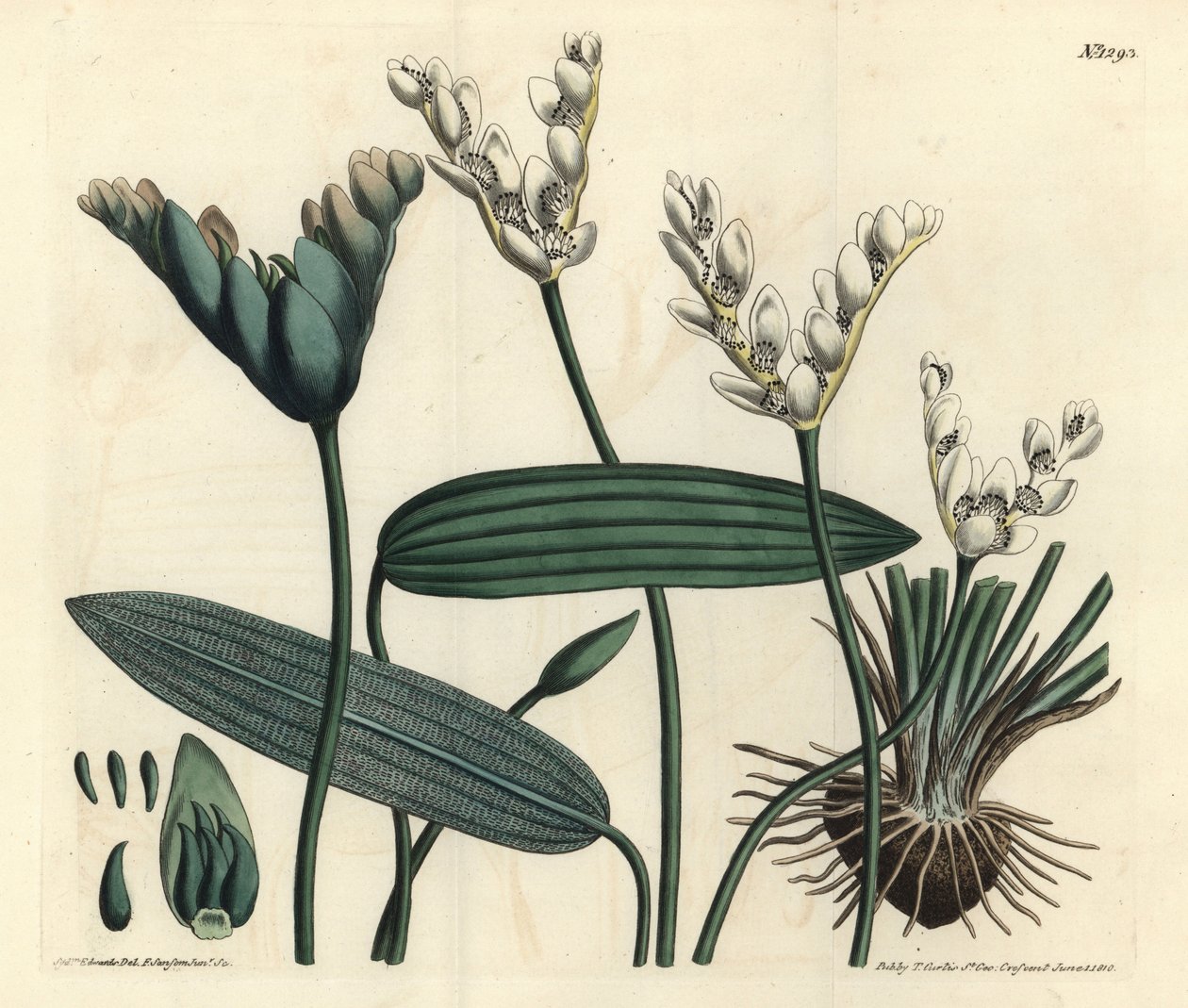 Aponogeton fragrant - Cap-pondweed, Aponogeton distachyos (Forked-flowered aponogeton, Aponogeton distachyon).William Curtis