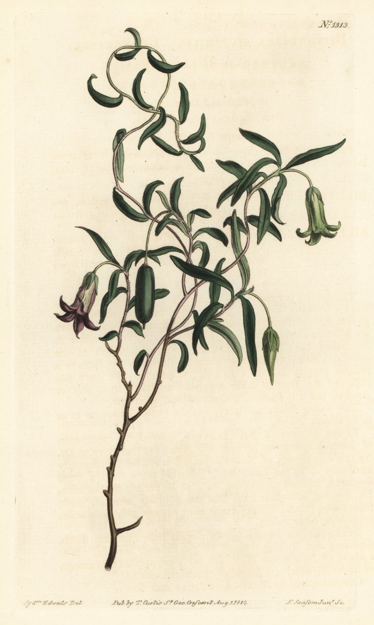 Apple berry or changeable flowered billardiera, Billardiera mutabilis - William Curtis