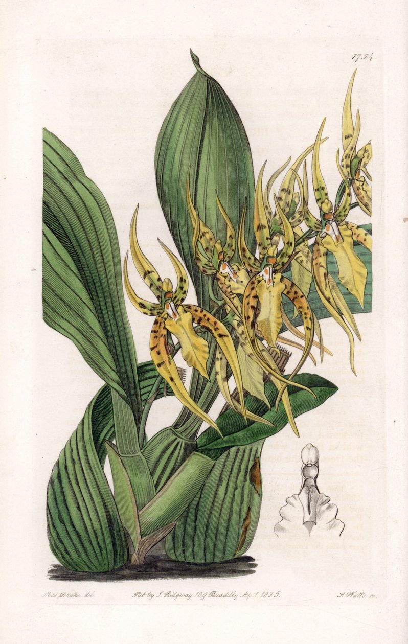 Araignee Orchid - イギリスのSydenham Edwards(1768-1819)のBotanical Registerに掲載されたSarah Anne Drake(1803-1857)のイラストをS.Wattsがエングレービングしたもの。 作： シデナム・ティースト・エドワーズ