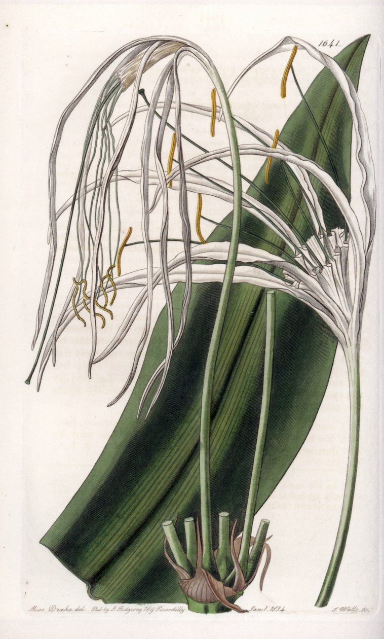 Araignee lily or sea daffodil or sea lily - Plate engraved by S.Watts, from an illustration by Sarah Anne Drake (1803-1857), from Botanical Register of Sydenham Edwards (1768-1819), England 作： シデナム・ティースト・エドワーズ