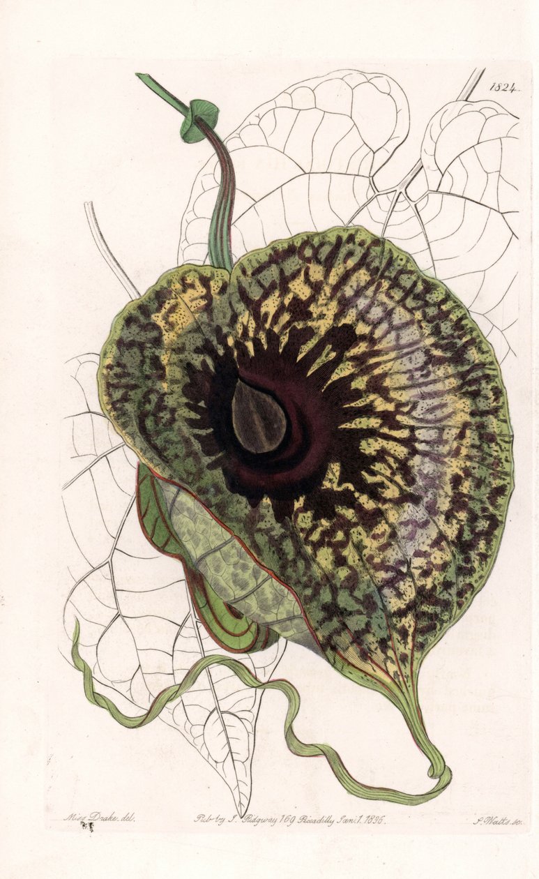 Aristoloche Variete - イギリスのSydenham Edwards (1768-1819)のBotanical Registerに掲載されているSarah Anne Drake (1803-1857)のイラストをS.Wattsがエングレーヴィングしたもの。 作： シデナム・ティースト・エドワーズ