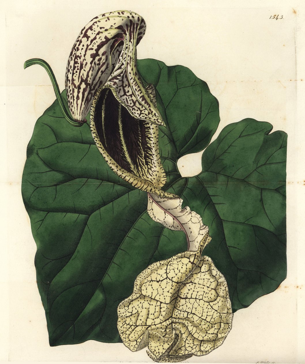 アリストロキア・ヴァリエット（Aristolochia variete）：ボートフラワー・バースワート（Aristolochia cymbifera）。Sydenham Edwards