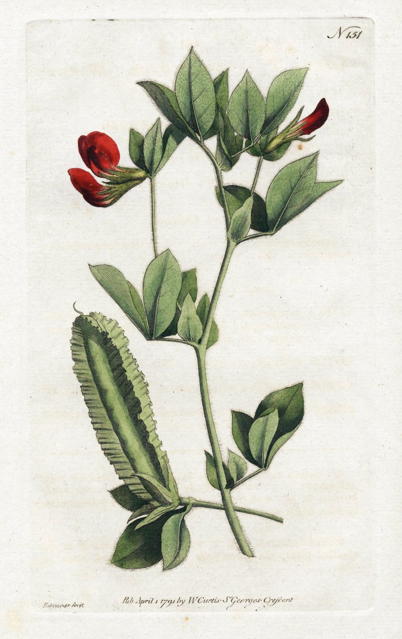 アスパラガス・ピー - Sydenham Edwards（1768-1819）によるリトグラフ、William Curtis