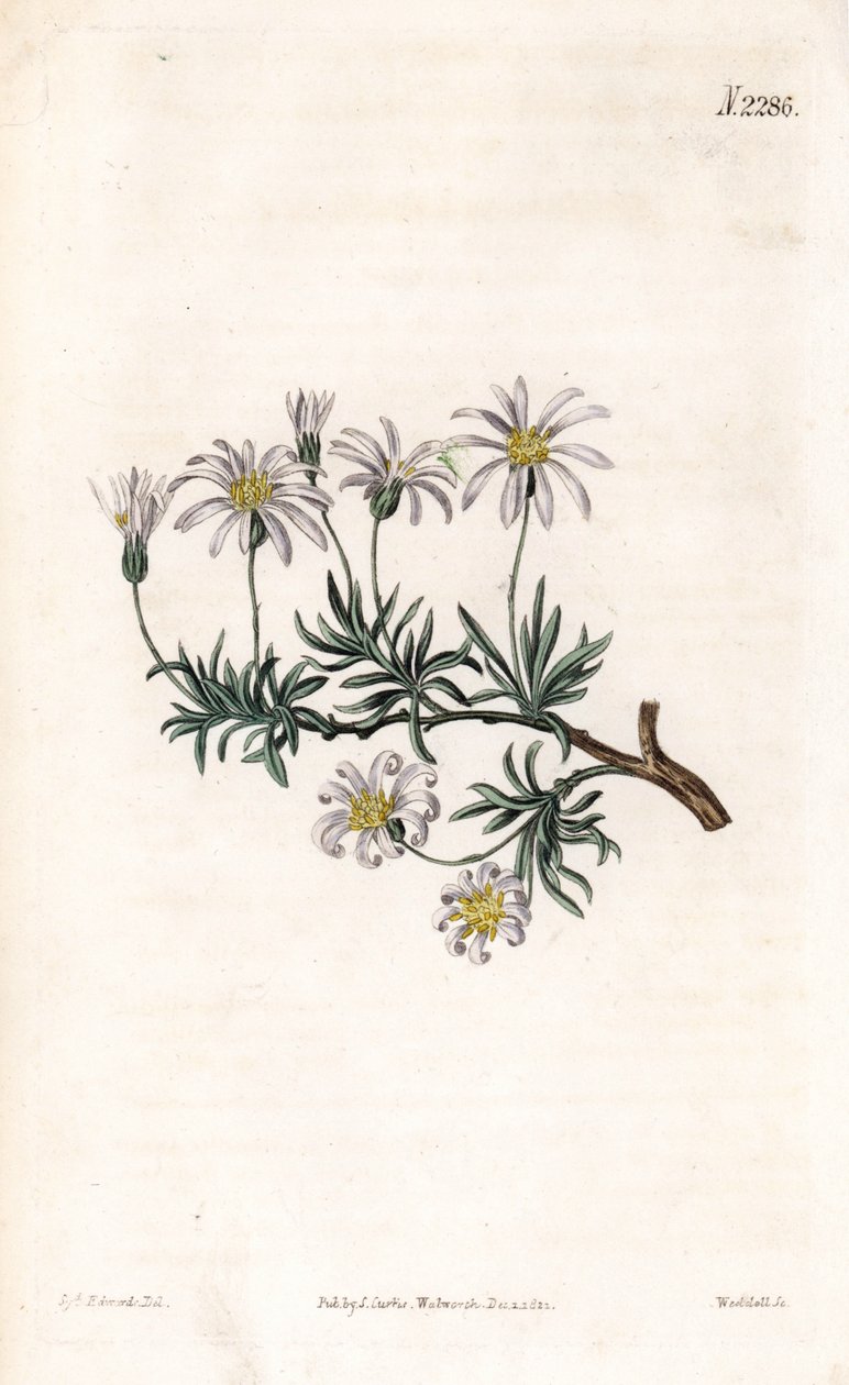 Aster acre - Shrub aster, Felicia fruticosa (Shrubby starwort, Aster fruticulosus).Samuel Curtis