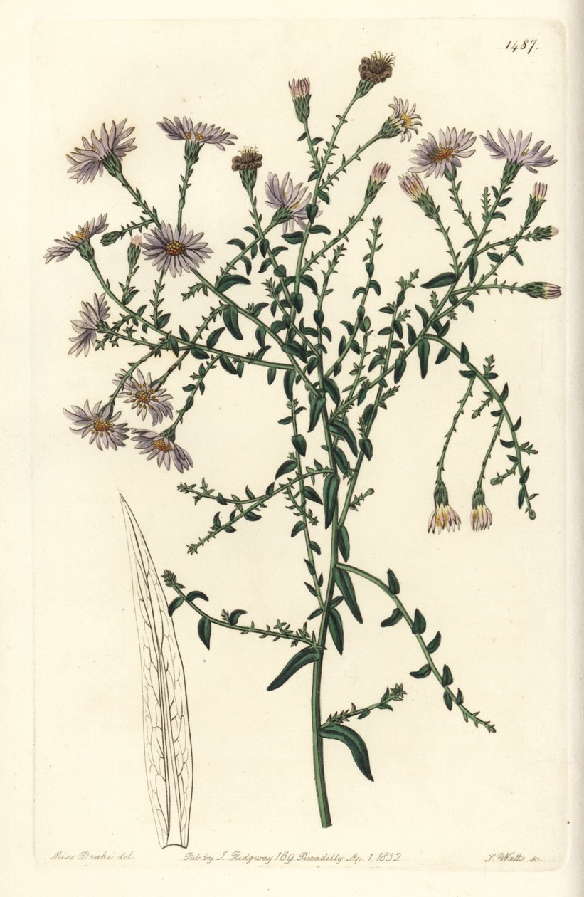 Aster variete - New York aster, Symphyotrichum dumosum (Coris-leaved starwort, Aster coridifolius).Sydenham Edwards
