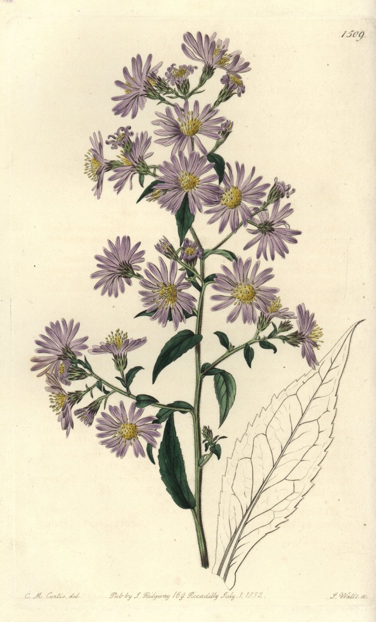 Aster variete - Panicled aster, Symphyotrichum lanceolatum (Pallid aster, Aster pallens).Sydenham Edwards