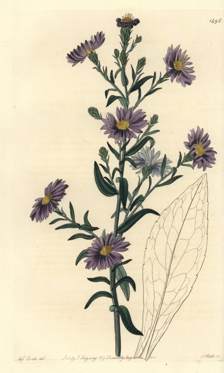 Aster variete - Smooth aster, Symphyotrichum laeve (Glaucous aster, Aster cyaneus).Sydenham Edwards