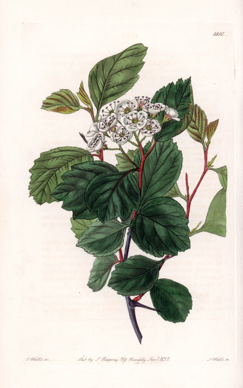 Aubepineまたはwhite thorn、北アメリカ原産 - イギリスのSydenham Edwards（1768-1819）のBotanical Registerに掲載されたSarah Anne Drake（1803-1857）のイラストをS.Wattsがエングレーヴィングしたもの。 作： シデナム・ティースト・エドワーズ