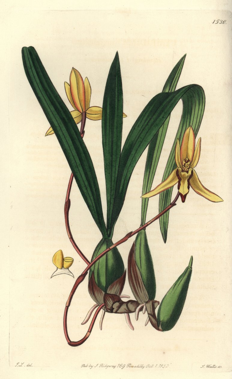 オーストラリアの着生ランの変種 - Brasiliorchis marginata orchid (Red-edged cymbidium orchid, Cymbidium marginatum)。Sydenham Edwards