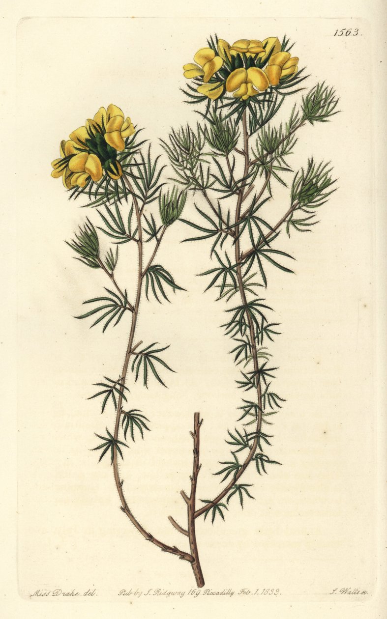 Australian gompholobium variete - Capitate gompholobium, Gompholobium capitatum.Sydenham Edwards