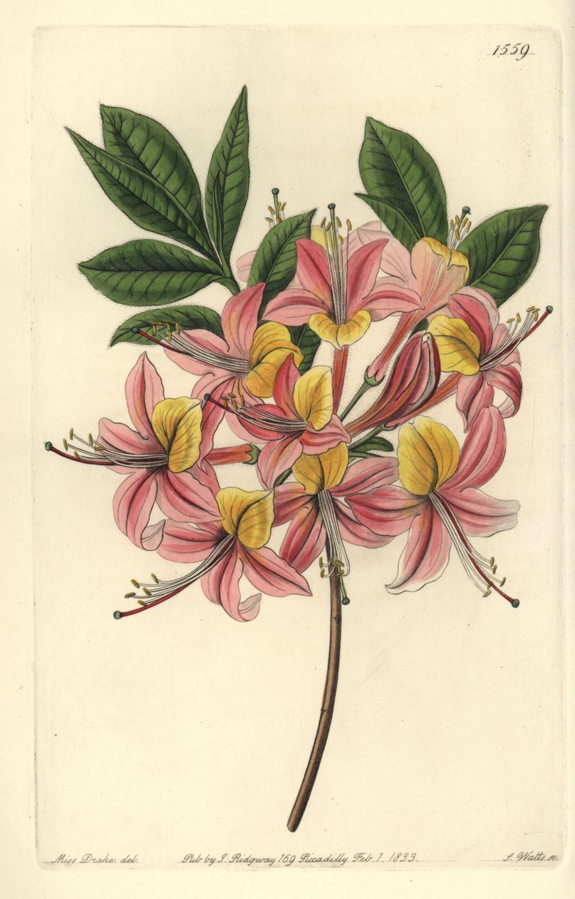 Azalee pontic yellow - 黄色いツツジ、Rhododendron luteum（変化するポンティックツツジ、Azalea pontica versicolor）。Sydenham Edwards