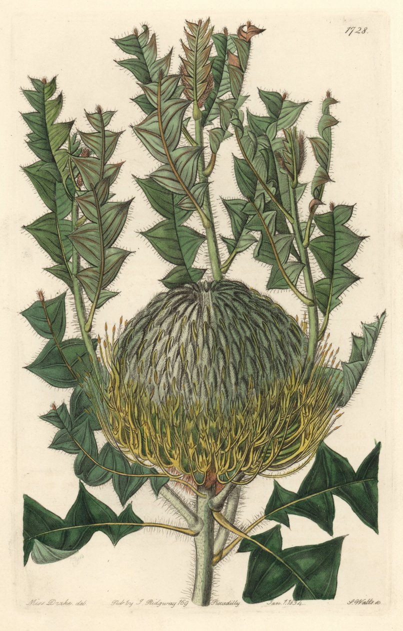 オーストラリア原産のBanksia speciosa - S. Watts strong water、Sarah Anne Drake（1803-1857）のイラストより、Botanical Registerより。 作： シデナム・ティースト・エドワーズ