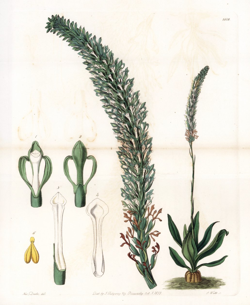 Belle sauroglossum - イギリスのSydenham Edwards（1768-1819）のBotanical Registerに掲載されているSarah Anne Drake（1803-1857）のイラストをS.Wattsがエングレービングしたプレート。 作： シデナム・ティースト・エドワーズ