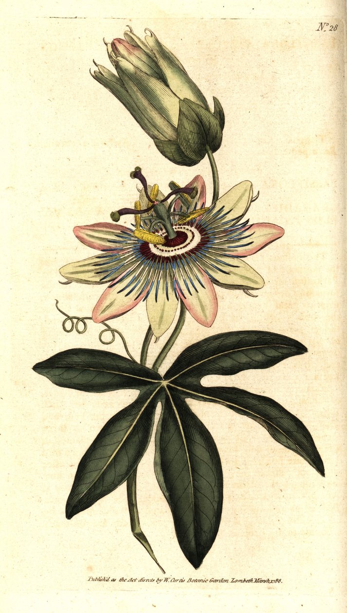 青いパッシフローラ - パッションフラワー（Passiflora caerulea）。William Curtis