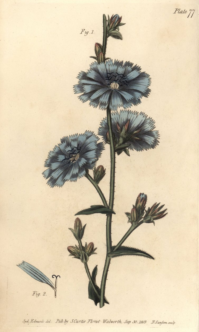 ブルーサコリーまたはコモンチコリ、Cichorium intybus、Polygamia aequalis。William Curtis