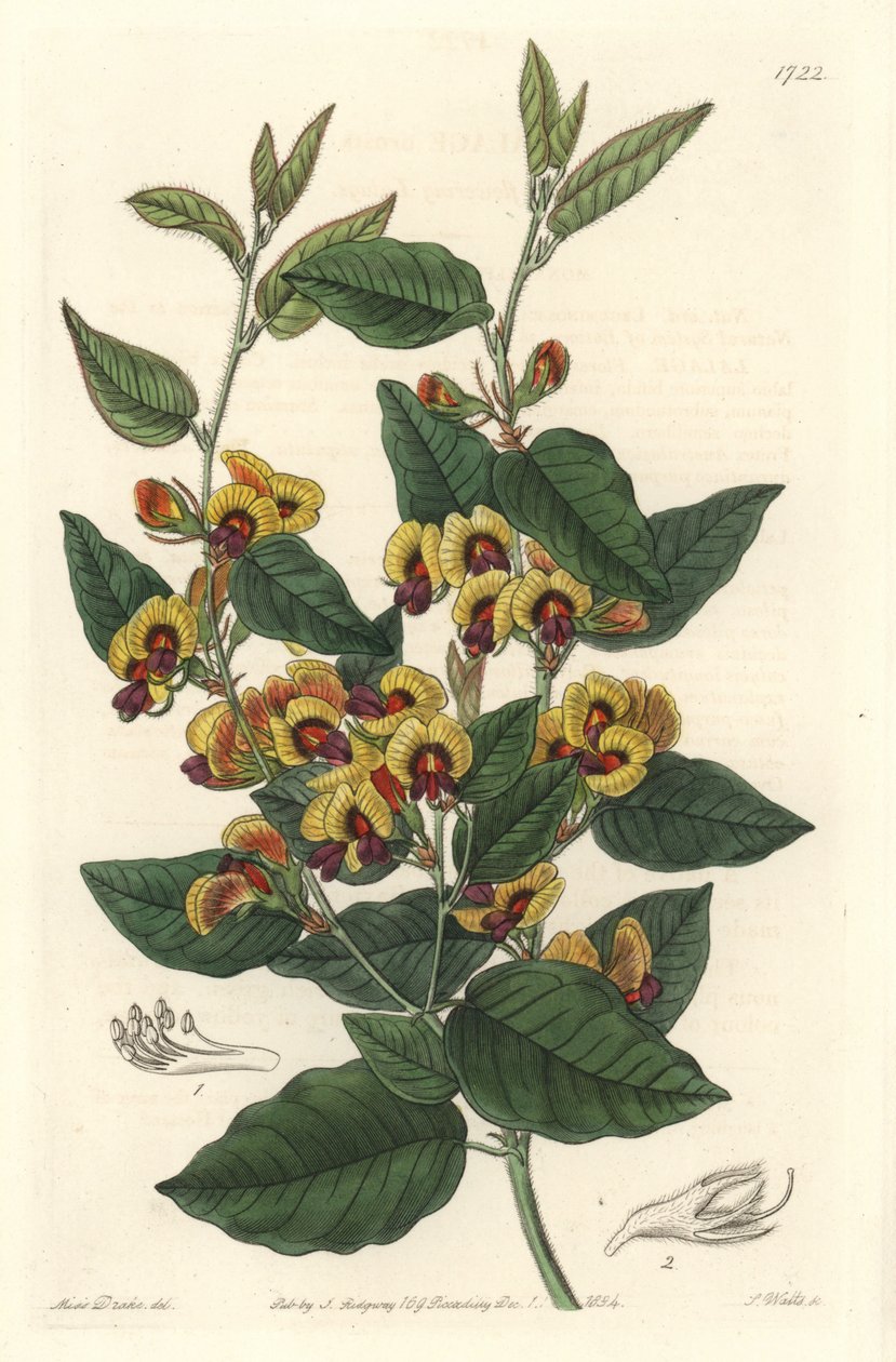 Bossiaea a grade flowers, Australian originanire - S. Watts strong water from an illustration by Sarah Anne Drake (1803-1857), from Botanical Register 作： シデナム・ティースト・エドワーズ