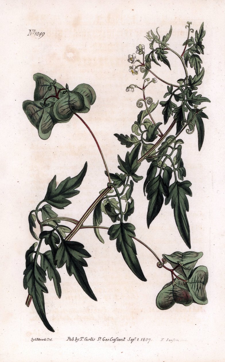 植物学：心臓精子または心臓豆。滑らかなハートシードや風船植物、Cardiospermum halicacabum。ロンドンのWilliam Curtis
