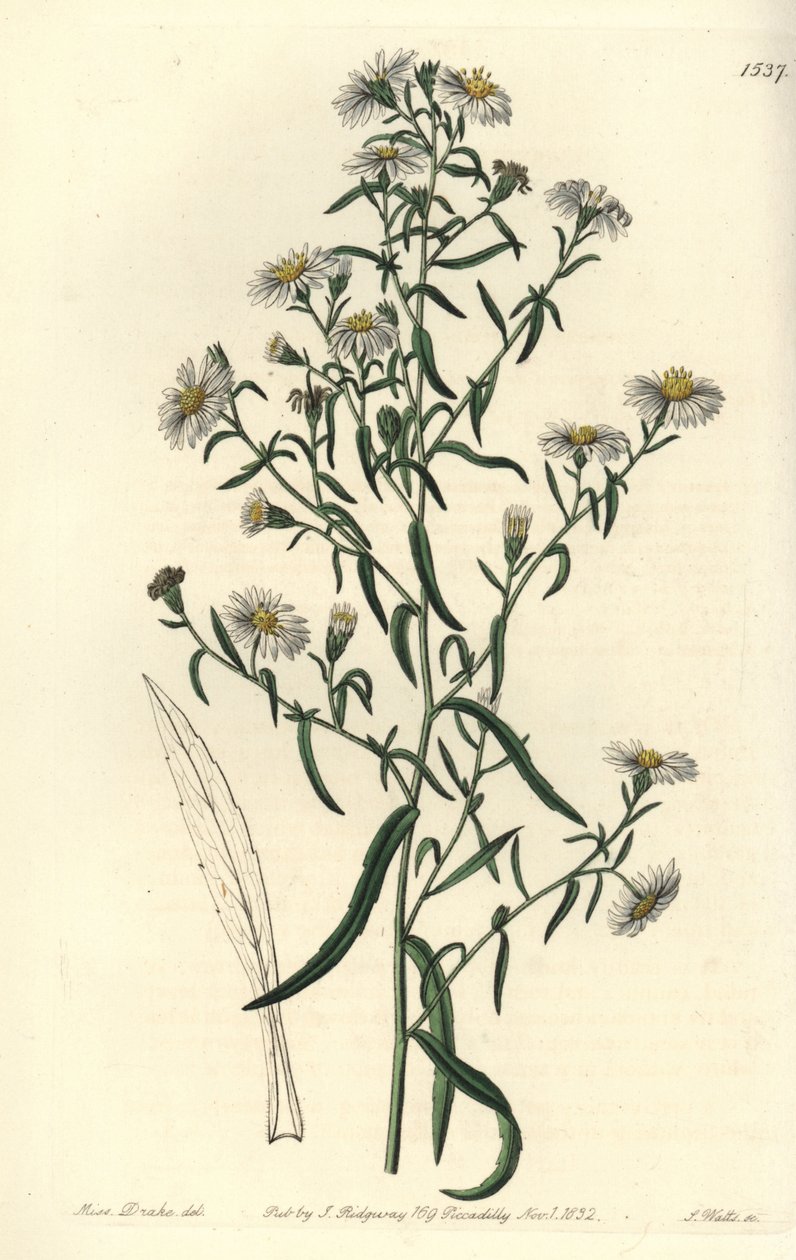 ブリトル・アスター（Aster fragilis）。Sydenham Edwards
