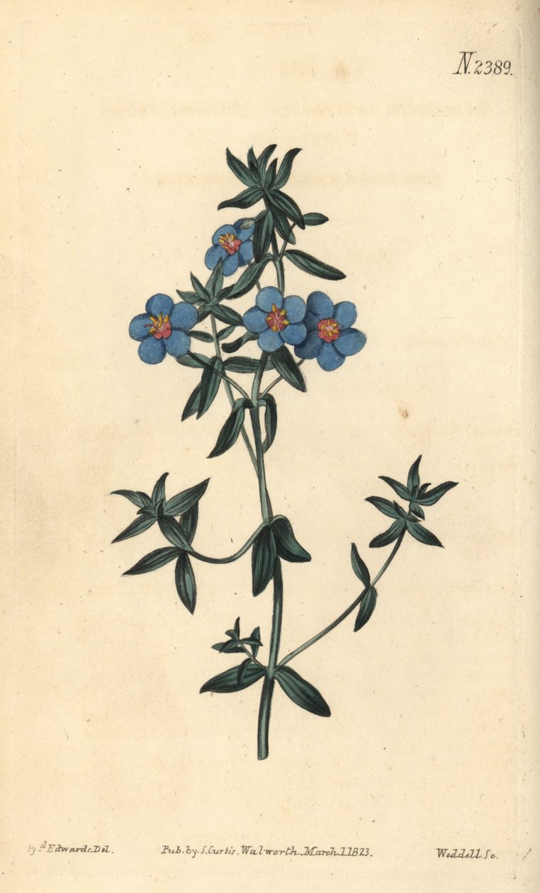 Broad-leaved pimpernel, Anagallis latifolia.William Curtis