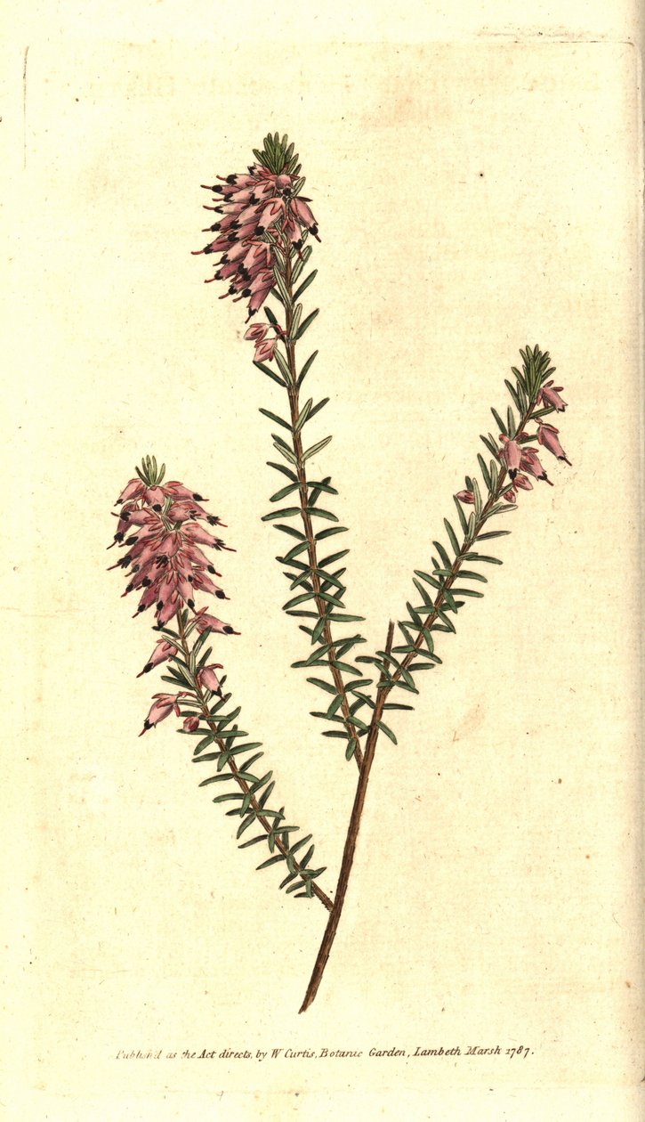 Bruyere carnee, Bruyere color of flesh, Bruyere of the snow or Bruyere of the Alps - Herbaceous heath, Erica herbacea.William Curtis