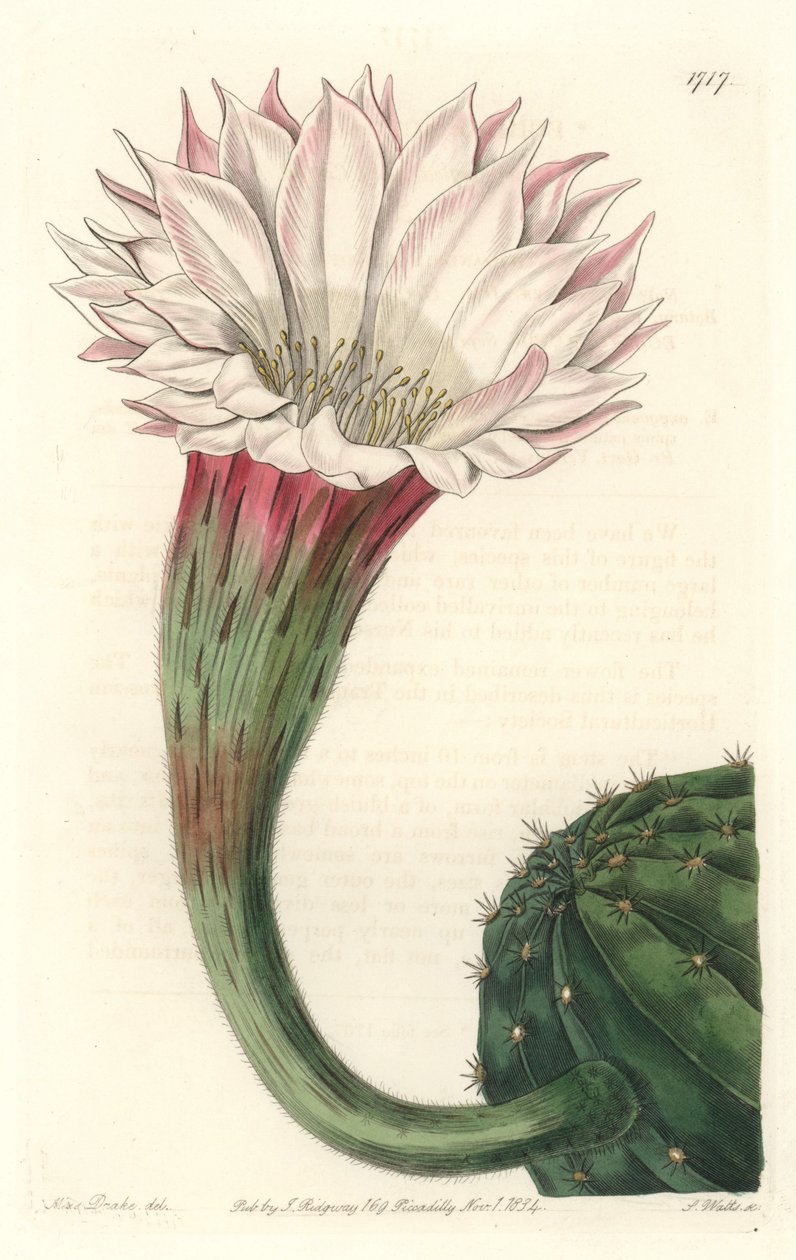 ブラジル原産の花を咲かせたサボテン・ウニまたはボール・オブ・モーゼ - Sarah Anne Drake（1803-1857）のイラストからS.Wattsが描いた強い水、Botanical Registerより。 作： シデナム・ティースト・エドワーズ