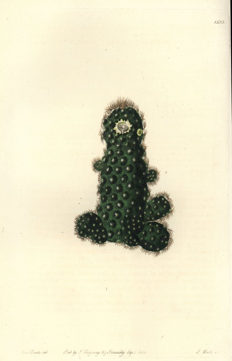 Cactus tenuis (Taper mammillaria, Mammillaria tenuis).Sydenham Edwards