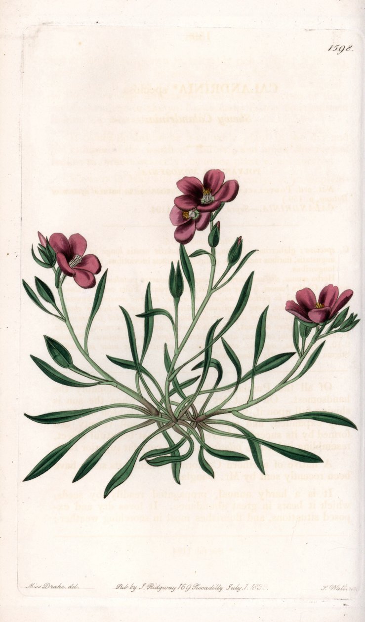 アメリカ原産のCalandrinia variete - イギリスのSydenham Edwards（1768-1819）のBotanical Registerに掲載されているSarah Anne Drake（1803-1857）のイラストをS.Wattsがエングレーヴィングしたプレート。 作： シデナム・ティースト・エドワーズ