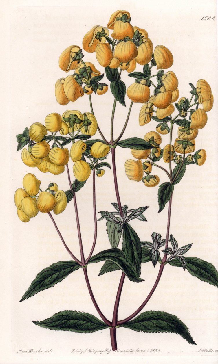 Calceolaire rugosa - イギリスのSydenham Edwards (1768-1819)のBotanical Registerに掲載されたSarah Anne Drake (1803-1857)のイラストをもとにS.Wattsが彫刻したプレート。 作： シデナム・ティースト・エドワーズ