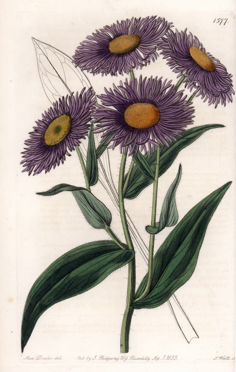 California Erigeron - イギリスのSydenham Edwards(1768-1819)のBotanical Registerに掲載されたSarah Anne Drake(1803-1857)のイラストをS.Wattsがエングレーヴィングしたもの。 作： シデナム・ティースト・エドワーズ