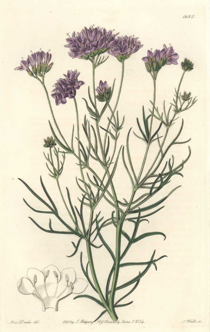 California Gilia - S. Watts Strong Water、Sarah Anne Drake (1803-1857)のイラストより、Botanical Registerより。 作： シデナム・ティースト・エドワーズ