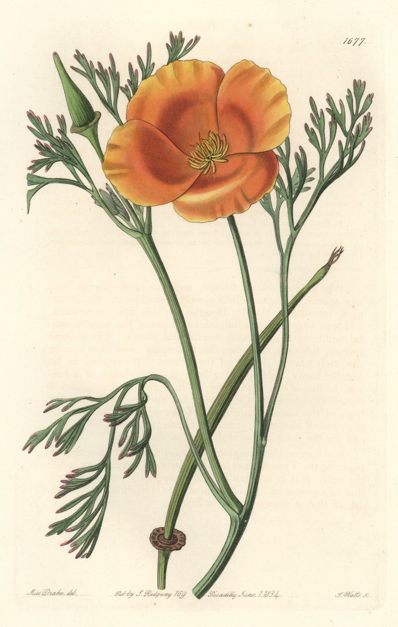 California poppy or American poppy - S. Watts strong water from an illustration by Sarah Anne Drake (1803-1857), from the Botanical Register 作： シデナム・ティースト・エドワーズ
