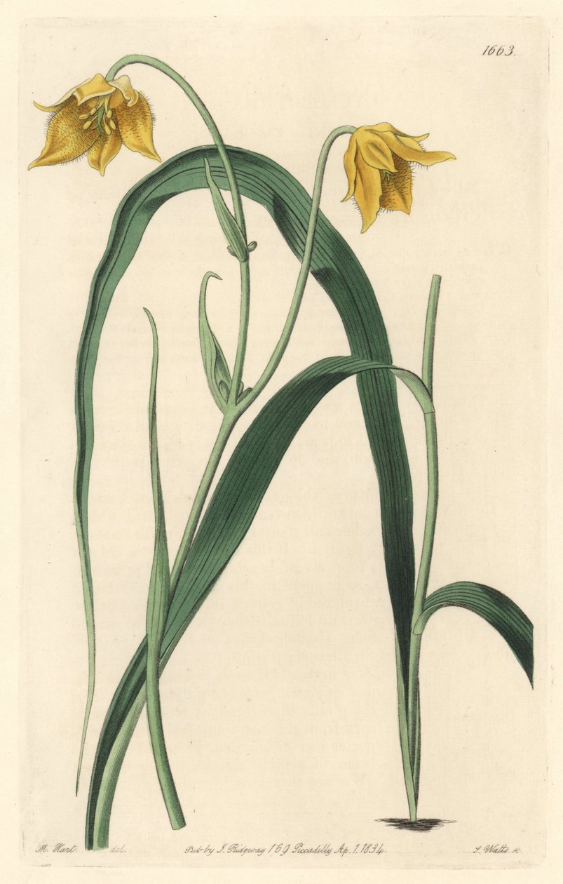 淡い黄色の花を咲かせるメキシコ原産のカロコルテ（マリポサ）またはサイクロボーズ - Sarah Anne Drake（1803-1857）のイラストからS.Wattsが描いた強い水（Botanical Registerより 作： シデナム・ティースト・エドワーズ