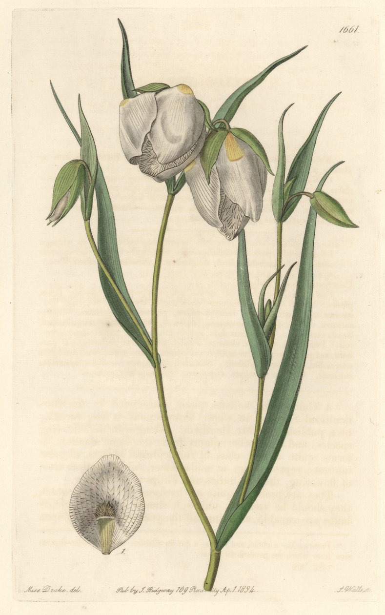 カリフォルニア原産の白い花を咲かせるシクラメン（Calochorte (Mariposa) or white-flowered cyclobothre） - S. Watts strong water from an illustration by Sarah Anne Drake (1803-1857), from Botanical Register 作： シデナム・ティースト・エドワーズ