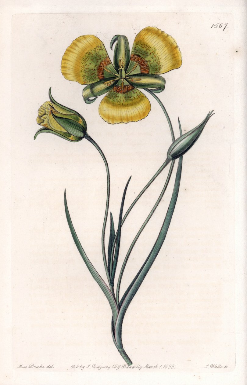 黄色い大輪の花を咲かせるCalochortus - イギリスのSydenham Edwards（1768-1819）のBotanical Registerに掲載されているSarah Anne Drake（1803-1857）のイラストをS.Wattsがエングレービングしたボード。 作： シデナム・ティースト・エドワーズ