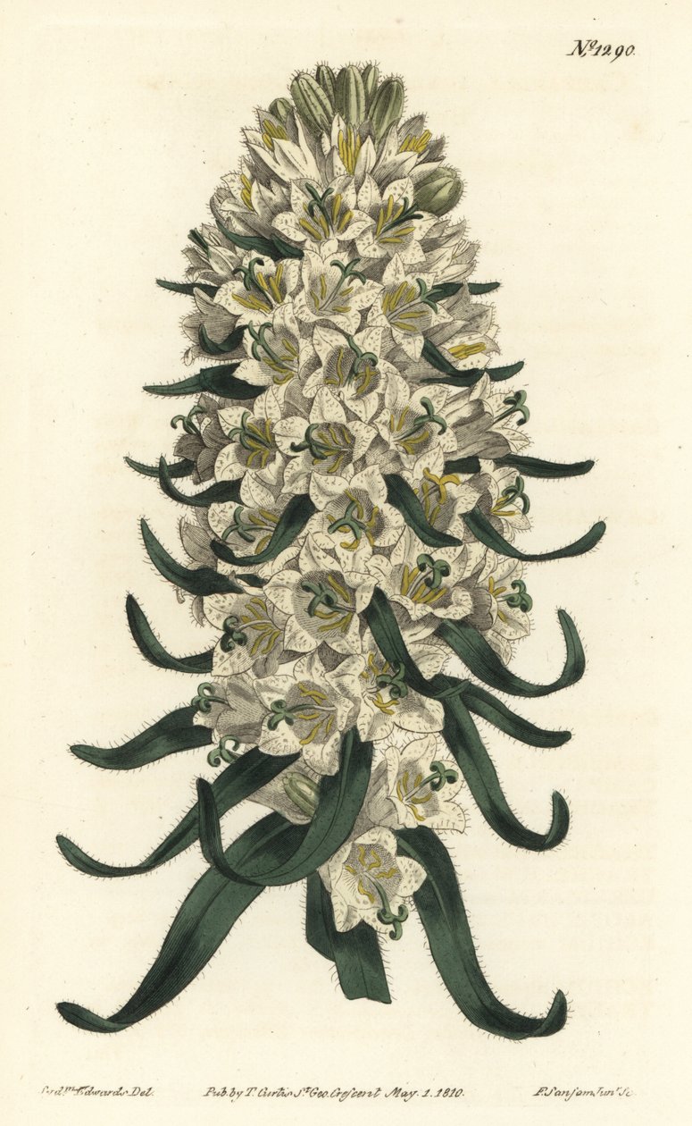 美しい花を咲かせるカンパニュラ - ピレネー・ベルフラワー、カンパニュラ・スペシオサ（Long-spiked bellflower, Campanula thyrsoidea）。William Curtis