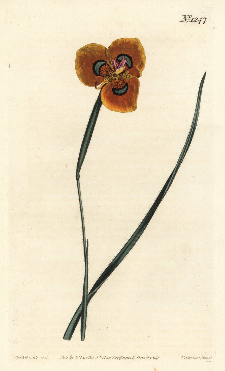 ケープチューリップ - オレンジ色のモレア、Moraea tulbaghensis (Moraea pavonia)。William Curtis