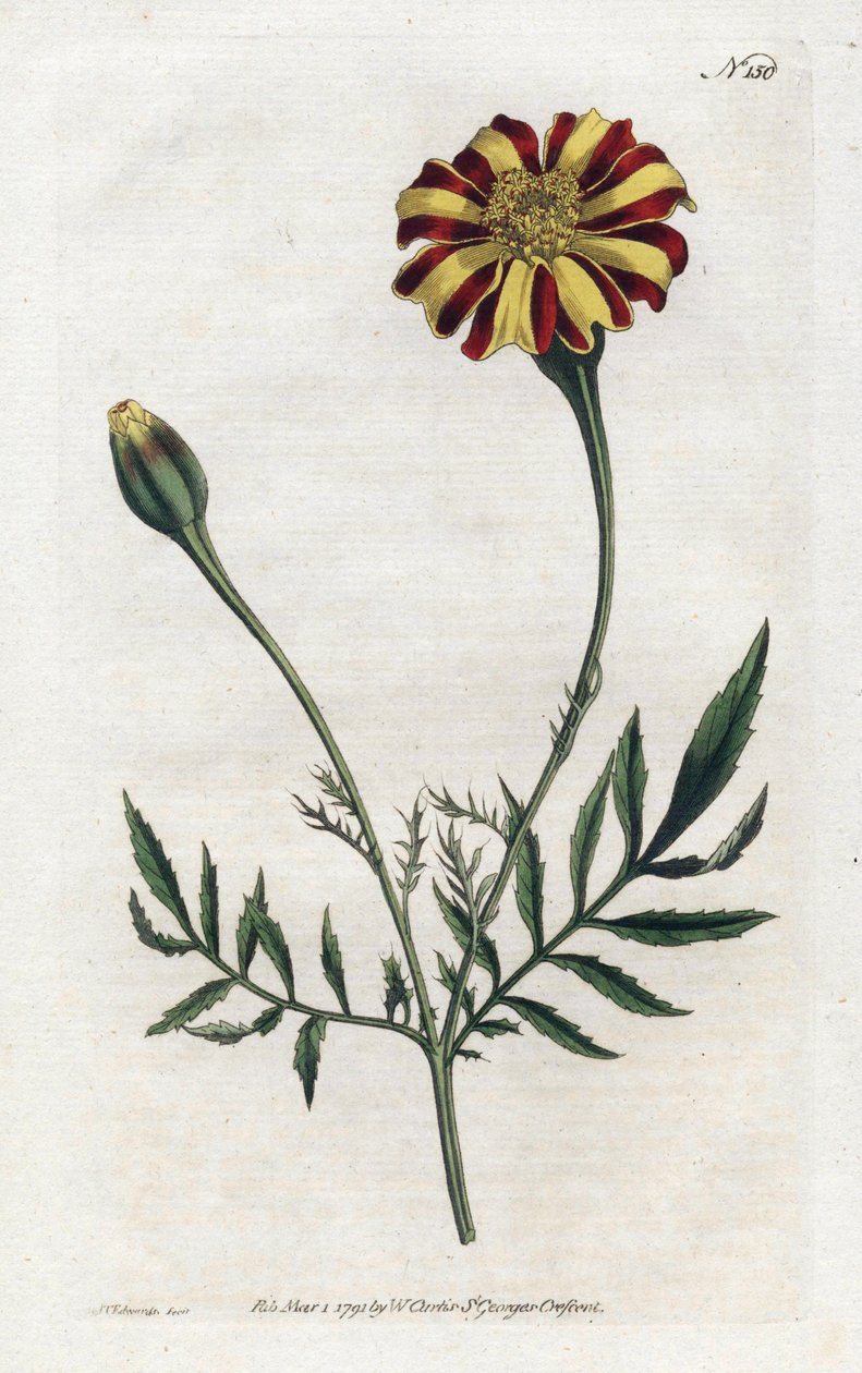 インドのカーネーション（tagete etalee） - リトグラフ：Sydenham Edwards（1768-1819）、プレート：William Curtis（1746-1799）の『Botanical Magazine』より 作： シデナム・ティースト・エドワーズ
