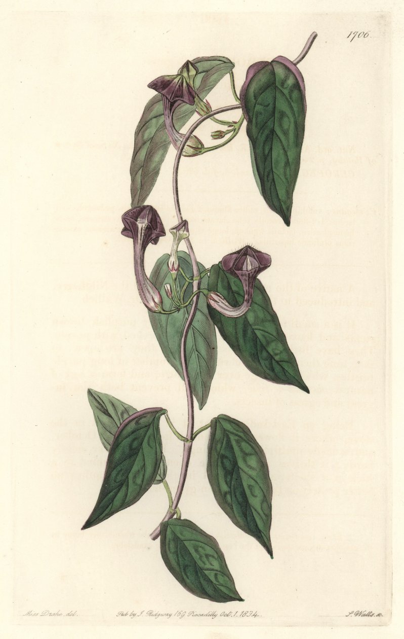 インド原産のCeropegia elegant - Sarah Anne Drake (1803-1857)のイラストからS.Wattsが描いた強い水、Botanical Registerより。 作： シデナム・ティースト・エドワーズ