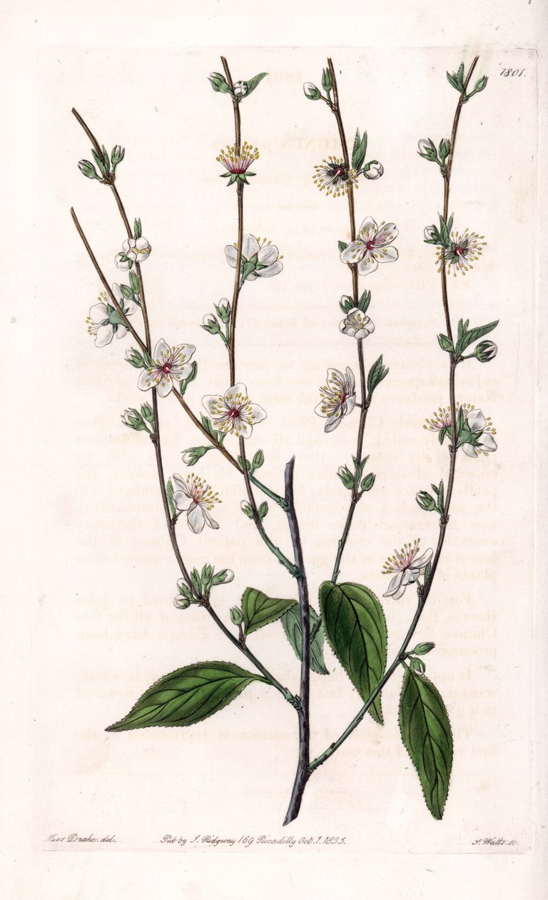 桜の木 - イギリス、Sydenham Edwards（1768-1819）のBotanical Registerに掲載されたSarah Anne Drake（1803-1857）のイラストをS.Wattsがエングレービングしたボード。 作： シデナム・ティースト・エドワーズ