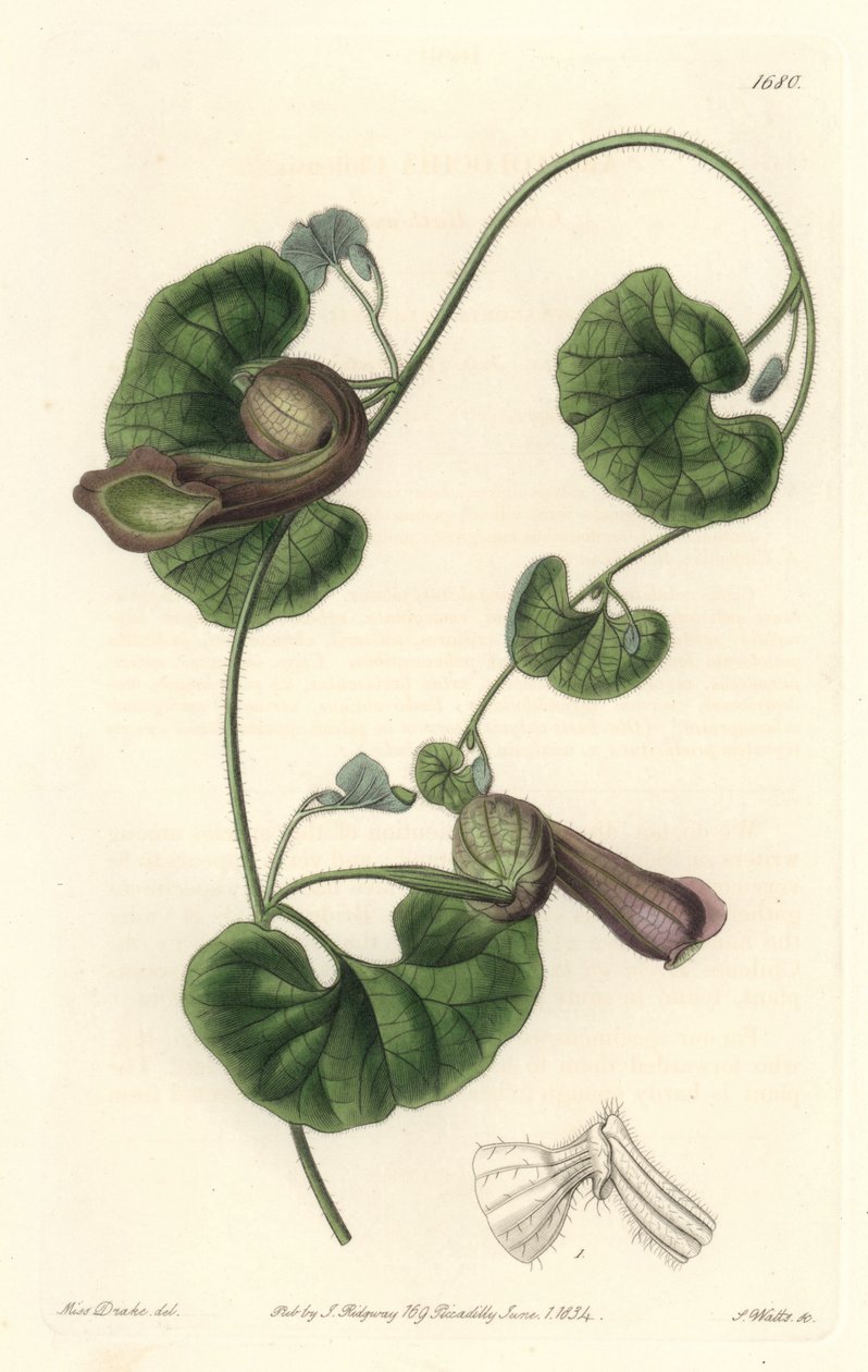 チリのアリストロッシュ（狐の耳） - S. Watts Strong Water from an illustration by Sarah Anne Drake (1803-1857), from Botanical Register 作： シデナム・ティースト・エドワーズ