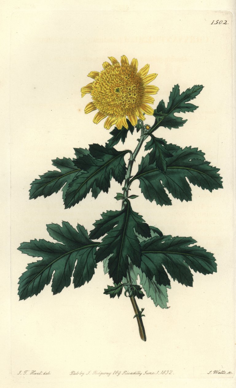 Chinese Chamomile or Indian Chrysantheme - 八重黄色のインド菊、Chrysanthemum indicum var. plenum。Sydenham Edwards