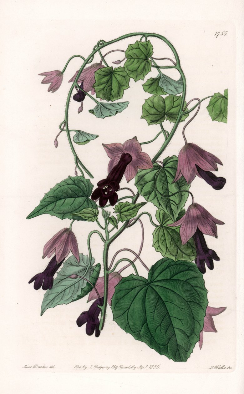 チャイニーズ・ハット - イギリスのSydenham Edwards（1768-1819）のBotanical Registerに掲載されているSarah Anne Drake（1803-1857）のイラストをS.Wattsがエングレーヴィングしたもの。 作： シデナム・ティースト・エドワーズ