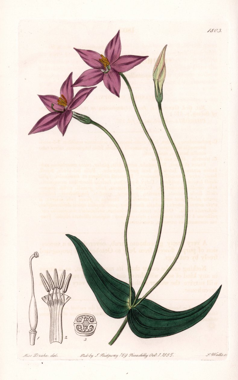 Chironia Variete - イギリスのSydenham Edwards（1768-1819）のBotanical Registerに掲載されているSarah Anne Drake（1803-1857）のイラストをS.Wattsがエングレービングしたプレート。 作： シデナム・ティースト・エドワーズ