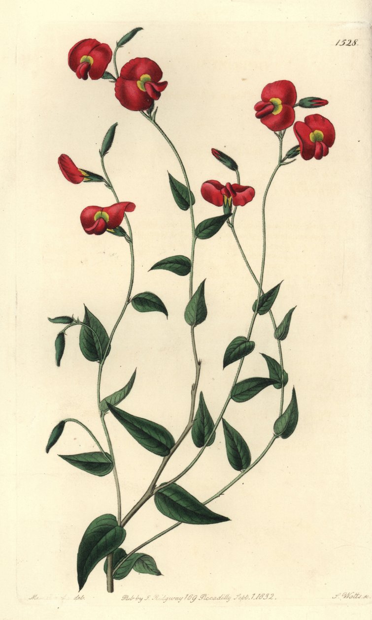 Chorizema ovatum（卵形のチョロゼマ、Chorozema ovatum）。Sydenham Edwards